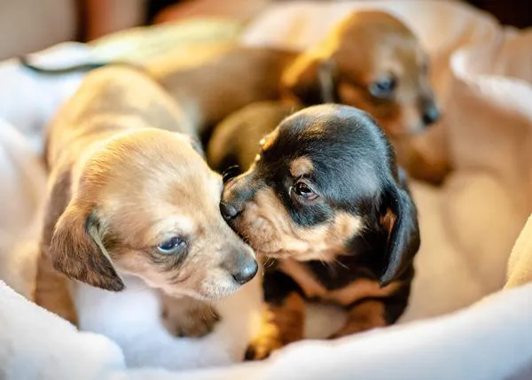 De cachorro a perro adulto: el (fascinante) primer año en la vida de un can