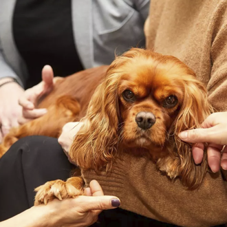 La importancia del apoyo emocional con perros de intervención asistida …