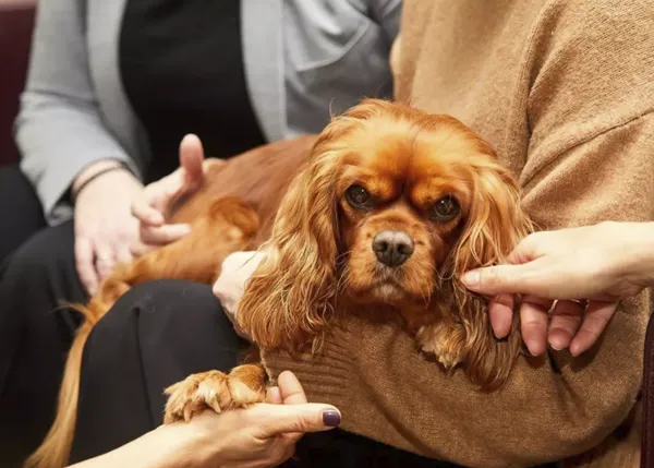 La importancia del apoyo emocional con perros de intervención asistida en hospitales y tanatorios españoles
