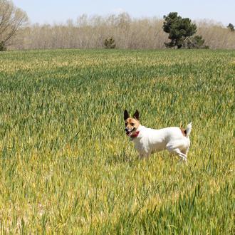 Ruta en compañía perruna entre viñas y pinares: Aldeanueva del …