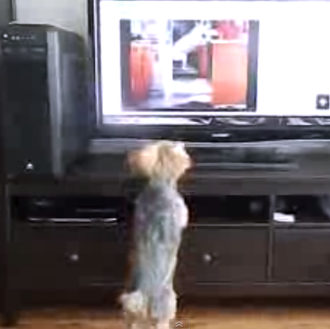 Teddy: el perro que salta y salta y sigue saltando