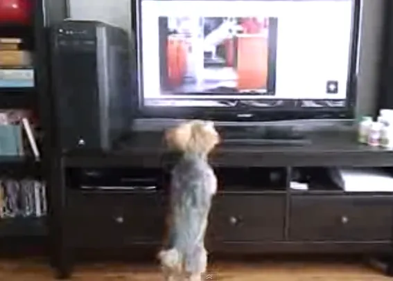 Teddy: el perro que salta y salta y sigue saltando