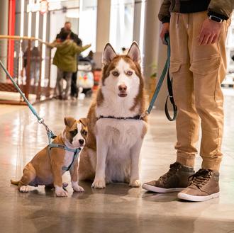 Plan especial para personas perrunas en X-Madrid este finde: ¡concurso …