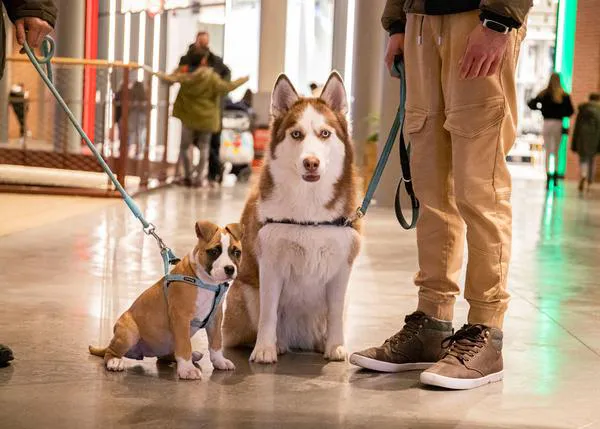 Plan especial para personas perrunas en X-Madrid este finde: ¡concurso de disfraces y show de Dog Dancing!
