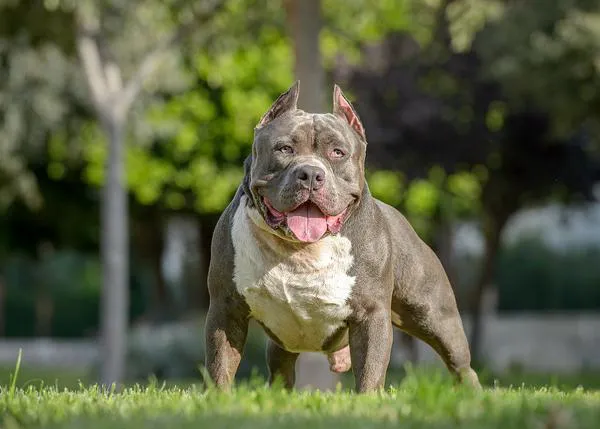 Escocia también va a prohibir los perros de raza Bully XL para evitar convertirse en un 