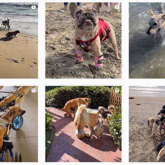 Los imparables: una manada de perros parapléjicos decididos a cambiar …