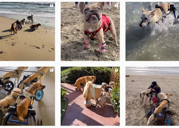 Los imparables: una manada de perros parapléjicos decididos a cambiar el mundo sonrisa a sonrisa