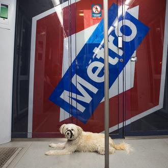 Casi 400.000 perros han subido al Metro en Madrid …