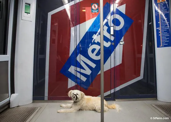 Casi 400.000 perros han subido al Metro en Madrid desde 2016