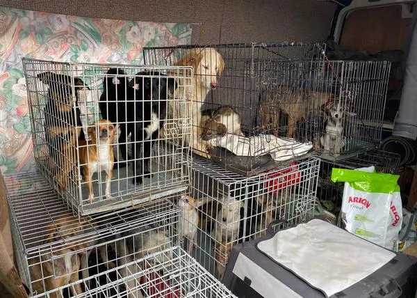 Viajes solidarios a Ucrania para ayudar a personas y animales desde España y el resto de Europa