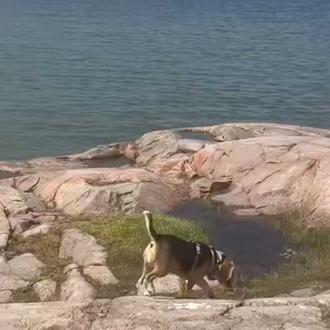 ¿Un parque canino con zona de bosque y una playa …