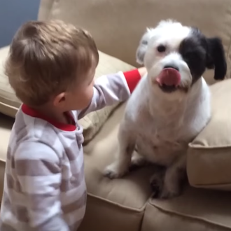 Las mordeduras caninas suelen ser de perros conocidos: el mayor …