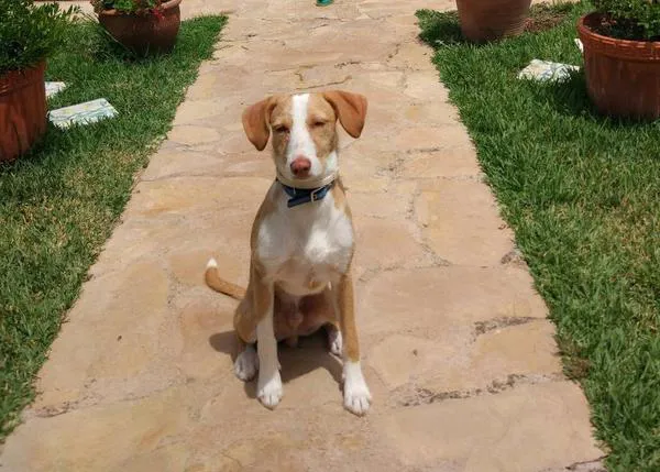 El Ayuntamiento de Segorbe subvenciona la adopción de perros en el municipio