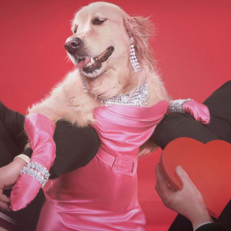 Max, el can, se convierte en Madonna: 