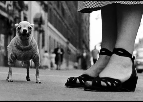 Cómo retratar perros emulando el estilo de uno de los grandes, Elliot Erwitt
