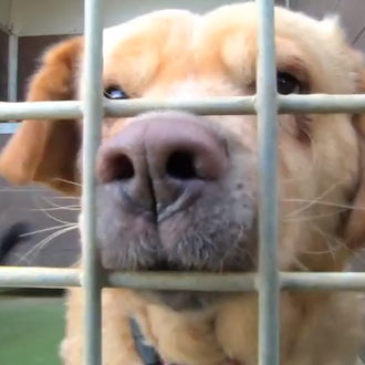 Récord en adopciones de perros y gatos en Barcelona en …