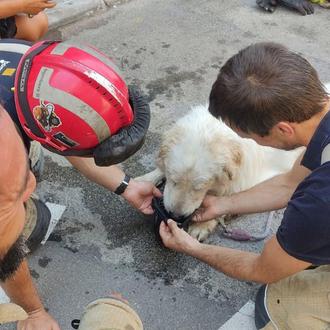 ¿Por qué el perro rescatado de un balcón al sol …