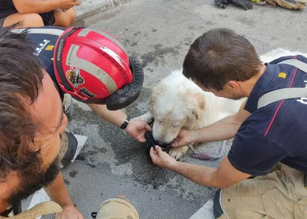 ¿Por qué el perro rescatado de un balcón al sol por la policía de Terrassa ha sido devuelto a su 