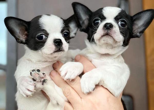 Montaña Cenagal Citar La estafa del transporte de perros: ¿cachorros de raza regalados? ¿cachorros de raza en adopción gratis? Montaña Cenagal Citar La estafa del transporte de perros: ¿cachorros de raza regalados? ¿cachorros de raza en adopción gratis?