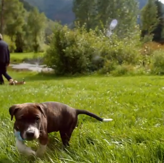 Música que fomenta las adopciones: Neil Diamond, muchos cachorros, y …