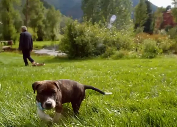 Música que fomenta las adopciones: Neil Diamond, muchos cachorros, y Something Blue