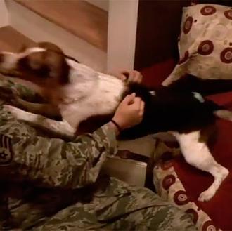 Imágenes de la alegría en acción: perros dando la bienvenida …