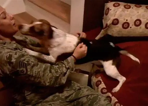 Imágenes de la alegría en acción: perros dando la bienvenida a sus humanos soldados