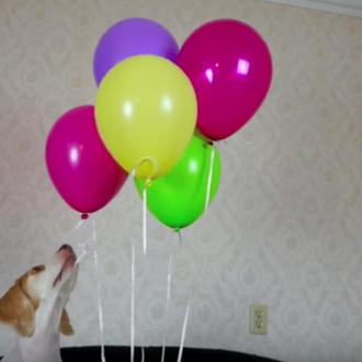 Un globo, dos globos, tres gloooobos: las felicidades contagiosas de …