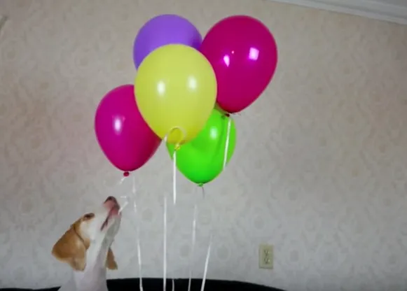 Un globo, dos globos, tres gloooobos: las felicidades contagiosas de Maymo