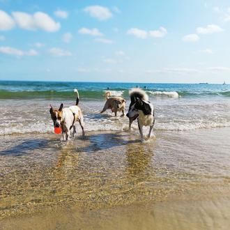 En el verano de 2026 hay dos áreas para perros …