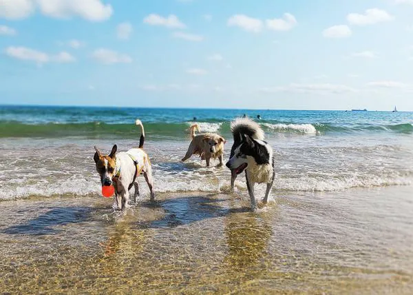 En el verano de 2026 hay dos áreas para perros en las playas de Tarragona: en Playa del Miracle y Llarga