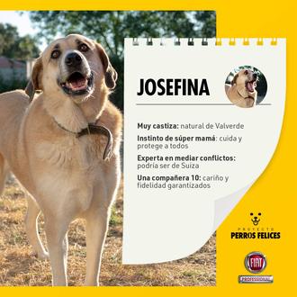 Proyecto Perros Felices: FIAT Pro, Bayer y Clínica Retiro se …