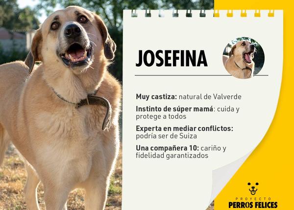 Proyecto Perros Felices: FIAT Pro, Bayer y Clínica Retiro se unen para ayudar a los canes de dos protectoras y fomentar la adopción