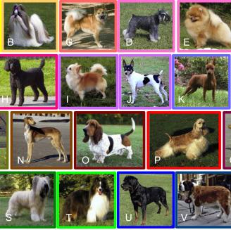El mayor mapa evolutivo de las razas caninas muestra el …