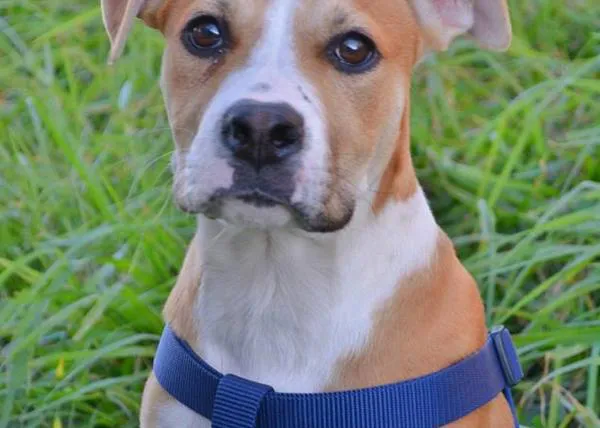 ¿Quieres conocer a perros potencialmente perfectos? Apúntate a la Jornada de puertas abiertas en SOS PPP Los Barrios