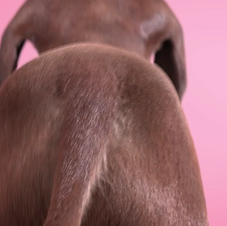 Sesión de fitness en compañía canina con un salchicha muy …