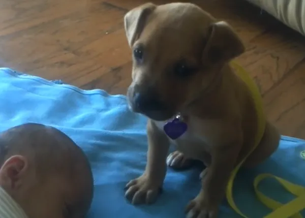 El pequeño gran perro guardián que no pudo vencer... al sueño: un can y un bebé hacen zzzzzz
