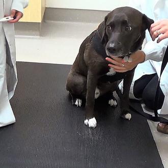 Los perros que son separados de sus humanos en el …