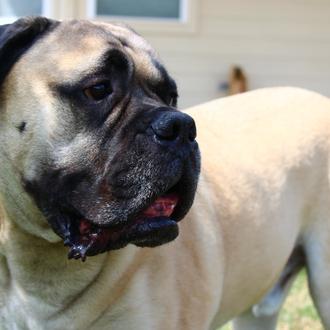Las razas de perro que más veces acuden al veterinario …