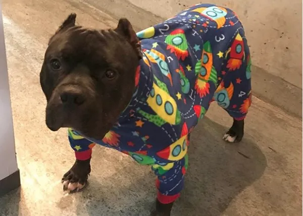 La historia de una adopción complicada: la rehabilitación de un perro de pelea