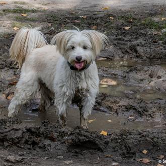 ¿Por qué y cómo consiguen los perros que las personas …