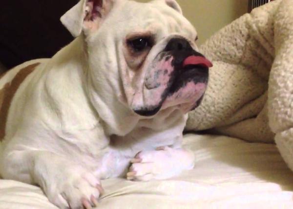 peluche bulldog ingles ikea