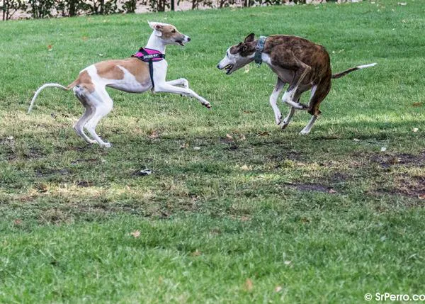 Todos los grupos en el Congreso apoyan que los animales dejen de ser cosas pero... 
