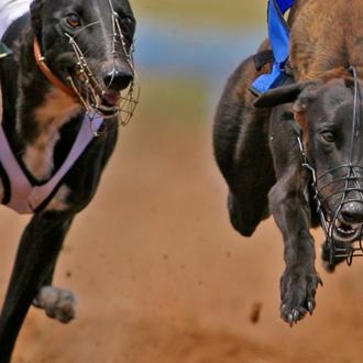 Echa el cierre el último canódromo de Londres: los galgos …
