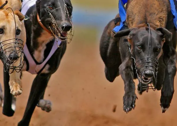 Echa el cierre el último canódromo de Londres: los galgos respiran (algo más) tranquilos
