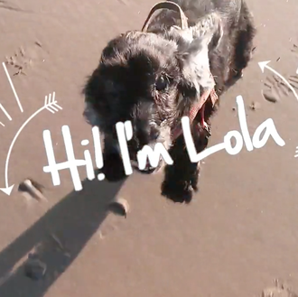 Los mejores años de su vida: dos historias de perros …