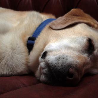 Síntomas compatibles con enfermedades oncológicas en perros que deben ser …