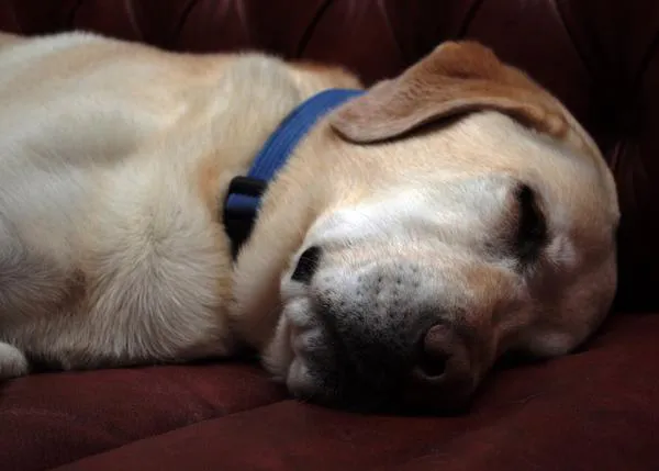 Síntomas compatibles con enfermedades oncológicas en perros que deben ser atendidos lo antes posible