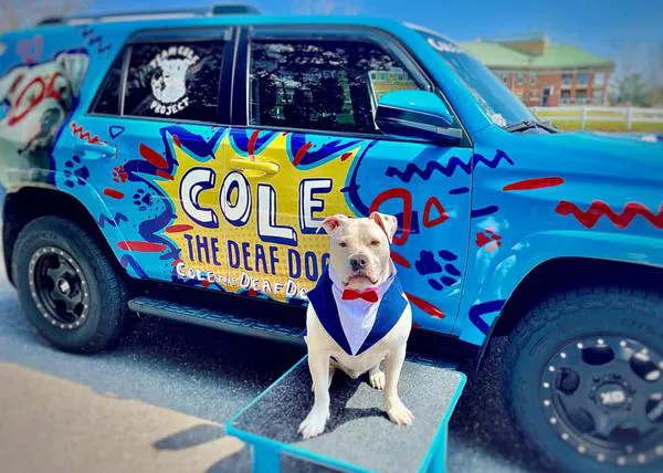 Un Pit Bull sordo convertido en superhéroe: Cole demuestra que una discapacidad es en realidad un superpoder