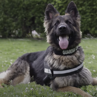 352 guías y más de 500 perros: así es el …